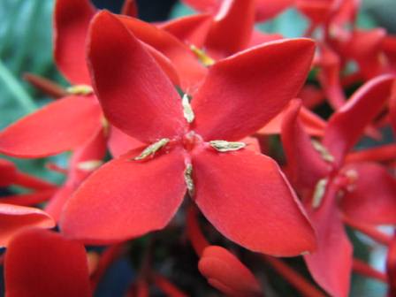 夏に合う 真っ赤な サンタンカ 四季おりおりの庭