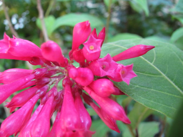 ベニチョウジからのお手紙 四季おりおりの庭