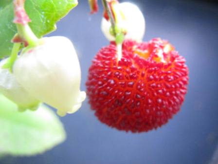 カワイイ 赤い イチゴの木 四季おりおりの庭