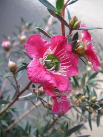 甘い蜜の採れる マヌカ 四季おりおりの庭