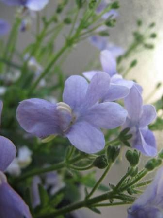 12年03月 四季おりおりの庭