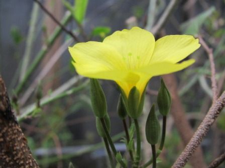 明るい未来を 夢見る様な 雲南月光花 四季おりおりの庭 明るい未来を 夢見る様な 雲南月光花 四季おりおりの庭