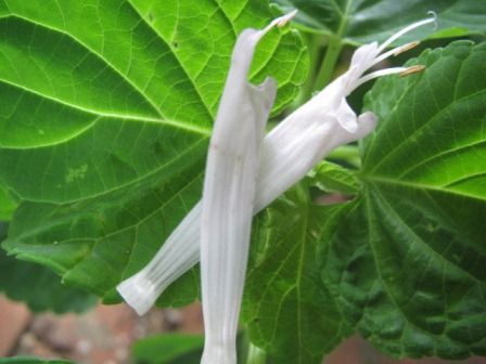 白い花の サルビア 四季おりおりの庭 白い花の サルビア 四季おりおりの庭
