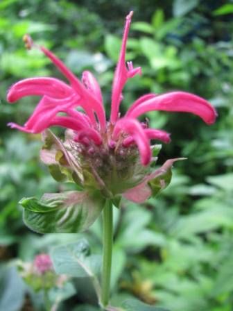 モナルダ 花壇の照明 明るいよ 四季おりおりの庭 モナルダ 花壇の照明 明るいよ 四季おりおりの庭