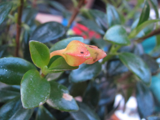 金魚の木の花からのお手紙 四季おりおりの庭