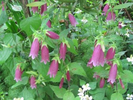 ホタルブクロ アケボノホタルブクロ と 白花ホタルブクロ 紅白だよ 四季おりおりの庭