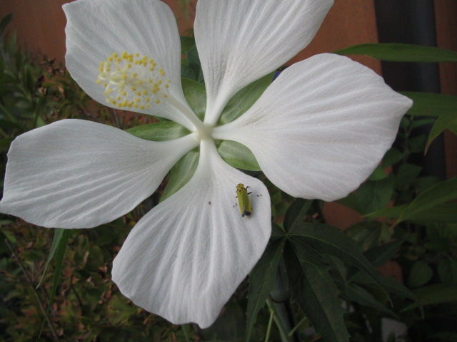 白花モミジアオイ やっと咲く 四季おりおりの庭