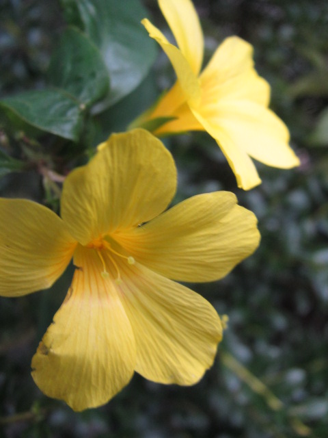 雲南月光花からのお手紙 四季おりおりの庭