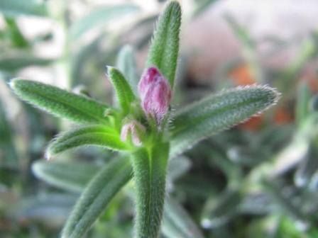 鮮やかな青 ミヤマホタルカズラ ブルー 四季おりおりの庭