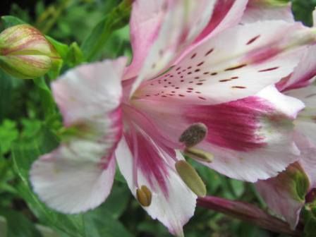 アルストロメリア」とっても、とっても、華やかな花u203c : 四季おりおりの庭