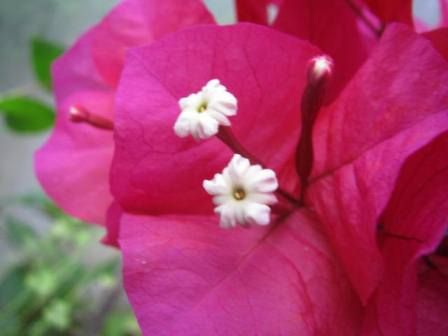 ブーゲンビレア 情熱の花 四季おりおりの庭 ブーゲンビレア 情熱の花 四季おりおりの庭