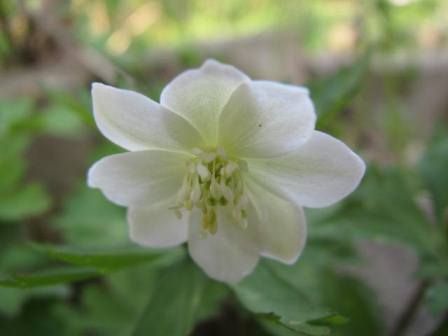 白く清らかな花 二輪草 四季おりおりの庭