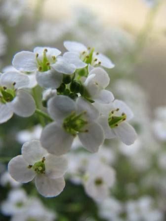 ちっちゃな ちっちゃな花 第五弾 フチンシア アイスキューブ 四季おりおりの庭