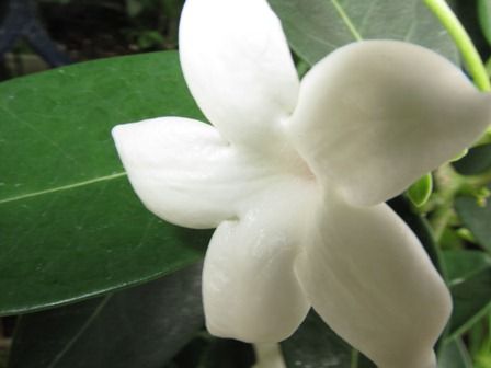 これ ジャスミン 四季おりおりの庭