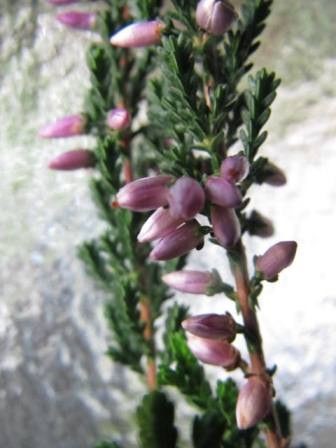 コメツブみたいな カルーナ の花 四季おりおりの庭