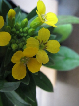 黄色の花 エリシマム 花言葉は 愛の絆 だって 四季おりおりの庭