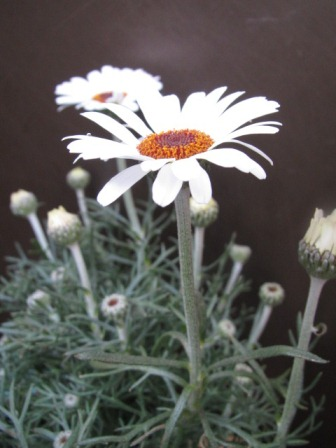 白花目立つ 高貴な ローダンセマム アフリカンアイズ 四季おりおりの庭