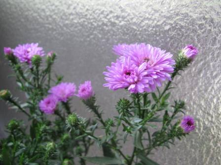 心惹かれるピンクの クジャクアスター 四季おりおりの庭