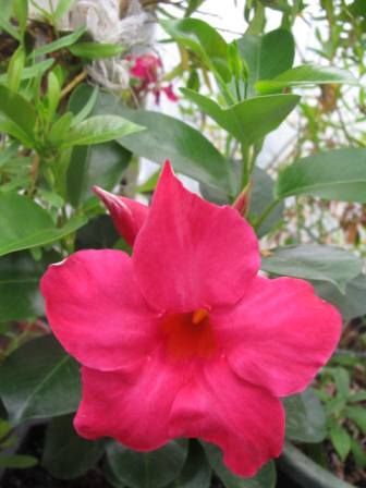 真紅の花 サンパラソル 四季おりおりの庭