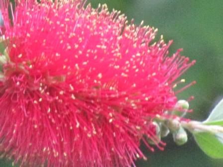 ブラシの木 真っ赤っか 四季おりおりの庭