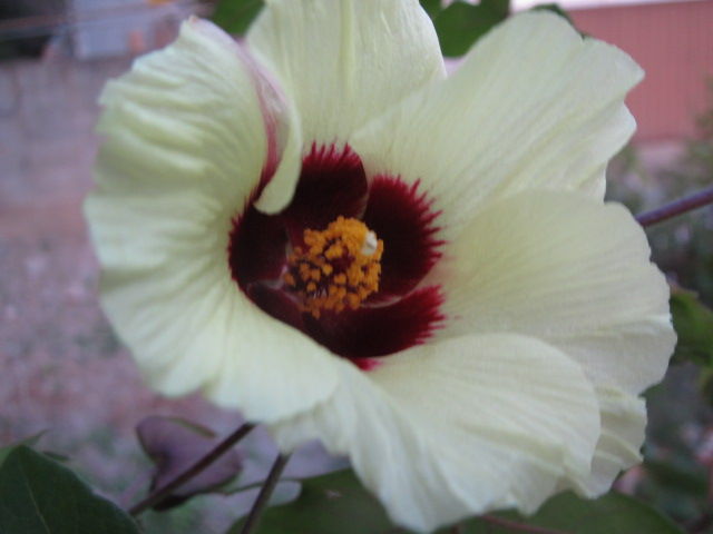 綿 ワタ の花からの お手紙 四季おりおりの庭