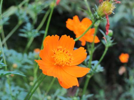 キバナコスモス 今 満開 四季おりおりの庭 キバナコスモス 今 満開 四季おりおりの庭