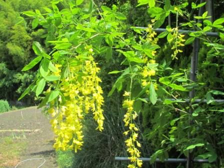 通称 黄色の藤 キバナフジ 本名 キングサリ 四季おりおりの庭