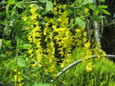 通称 黄色の藤 キバナフジ 本名 キングサリ 四季おりおりの庭
