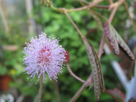 10月の花 四季おりおりの庭