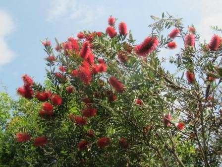 ブラシの木 真っ赤っか 四季おりおりの庭