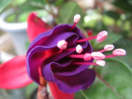 キレイなドレスの様な フクシア の花 四季おりおりの庭 キレイなドレスの様な フクシア の花 四季おりおりの庭