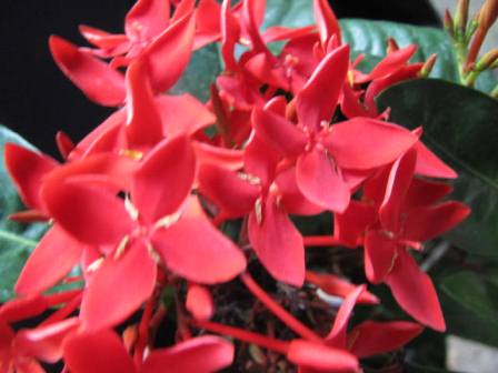 夏に合う 真っ赤な サンタンカ 四季おりおりの庭