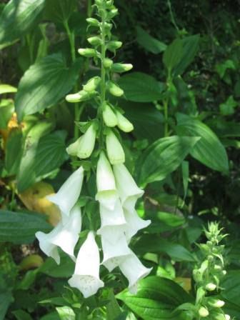 ジキタリス 薬にも 毒にもなる花 四季おりおりの庭