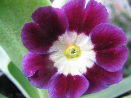 とても シックな プリムラ オーリキュラ 四季おりおりの庭