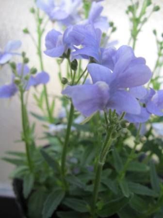 12年03月 四季おりおりの庭