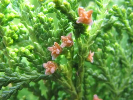ちっちゃな ちっちゃな花 第六弾 コノテヒバ の花 四季おりおりの庭