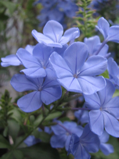 プルンバーゴ 四季おりおりの庭