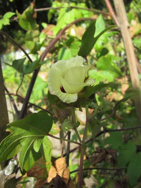 綿 ワタ の花からの お手紙 四季おりおりの庭