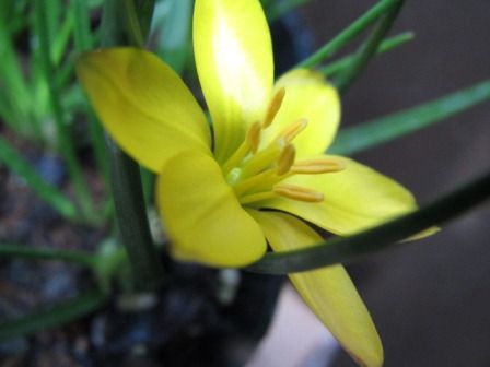 イエイオン セロウィアナム 黄色 鮮やかな花 四季おりおりの庭
