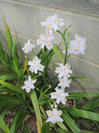 シャガ って ほんとは キレイんだよ 四季おりおりの庭