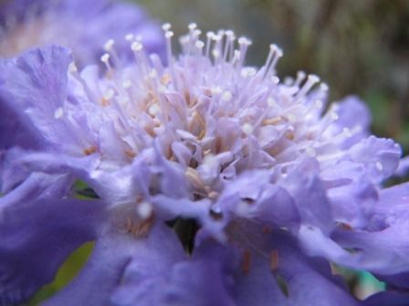 心惹かれる紫の花 スカビオサ バタフライブルー 四季おりおりの庭