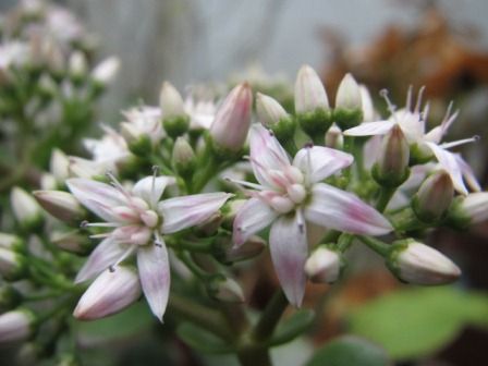 冬に咲く花なのになぜ咲かないの 金のなる木 の花 四季おりおりの庭