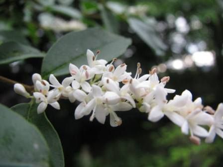 プリペット 白くて カワイイ 粋な花 四季おりおりの庭