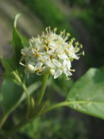 サンゴミズキ 木が主役だけれど 花も見てね 四季おりおりの庭 サンゴミズキ 木が主役だけれど 花も見てね 四季おりおりの庭