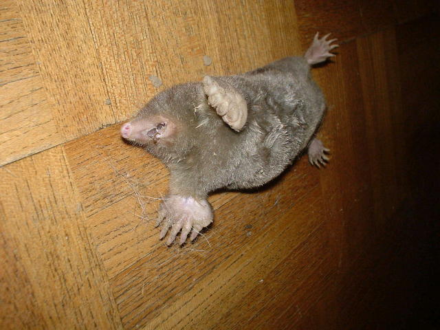 土竜土葬 かずひろ現況報告