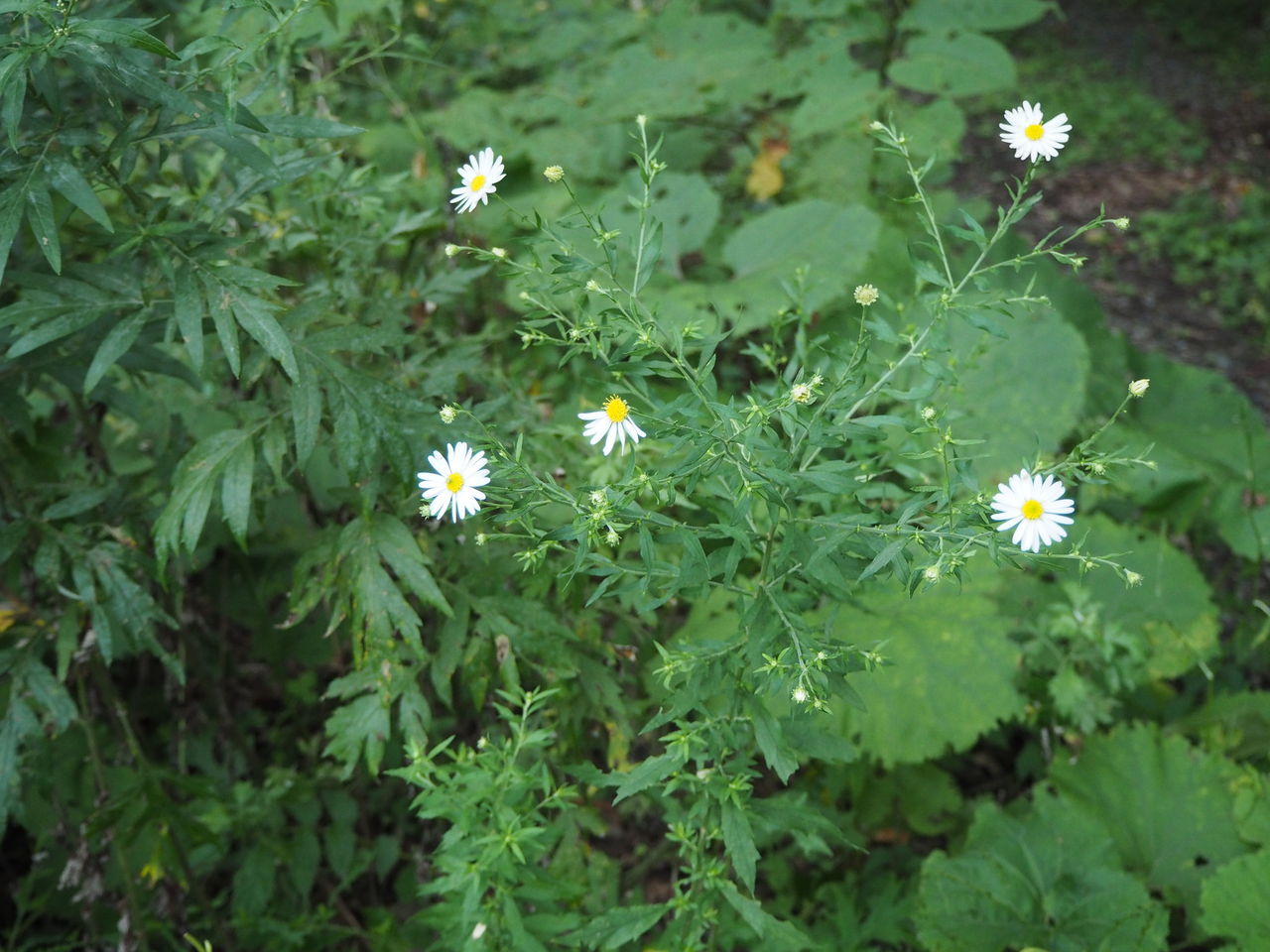 8月後半の花 おらァ 下北半島サ 居るダ のblog 8月後半の花 おらァ 下北半島サ 居るダ のblog