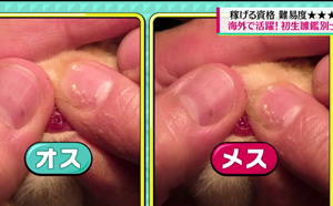 初生雛鑑別師
