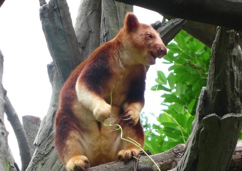背筋木登りカンガルー