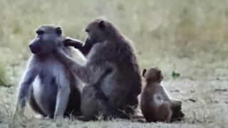 トゥブ9
