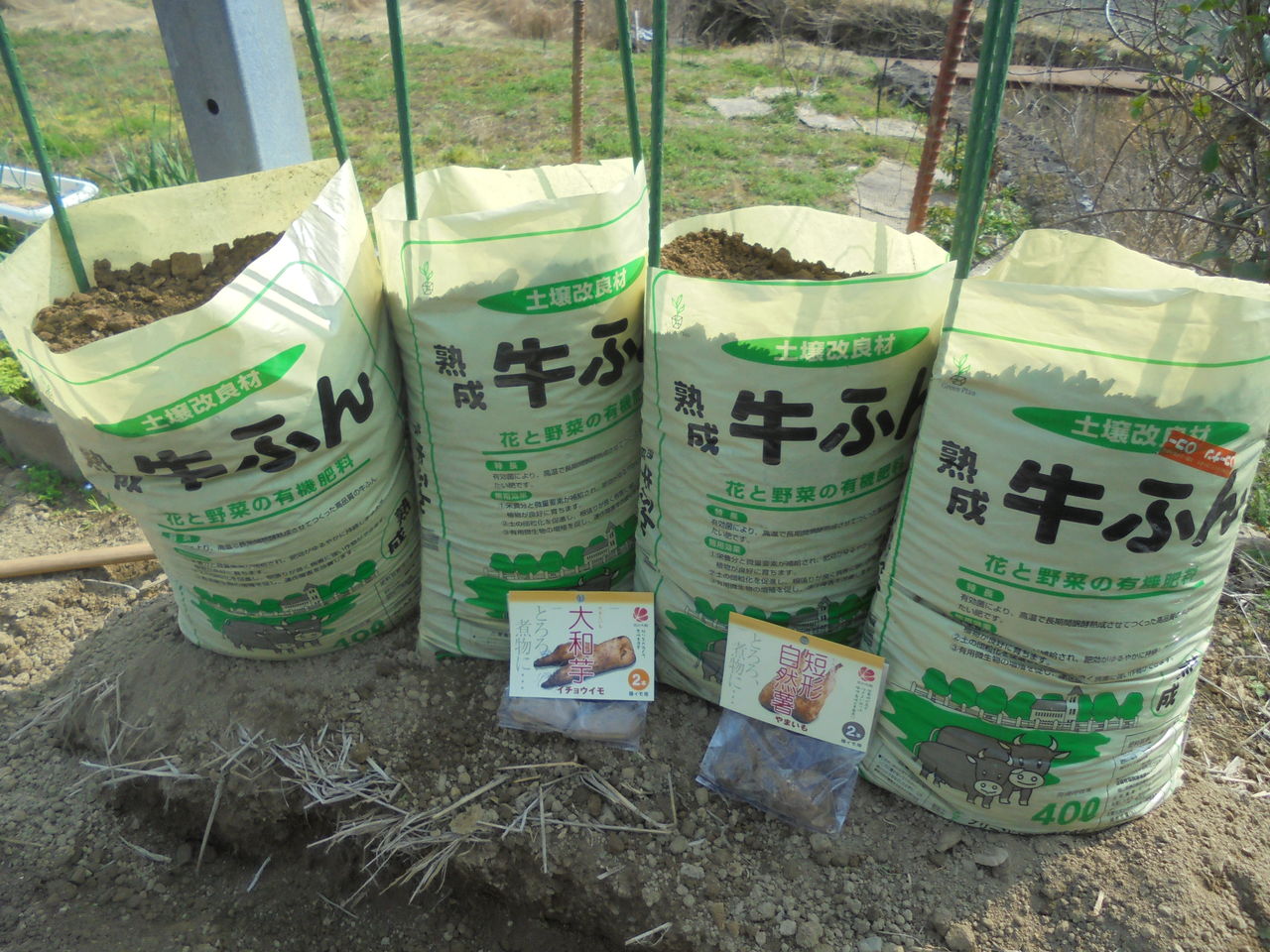 短形自然薯といちょう芋の植付け きゅうり等の播種 行き当たりばったりの百姓見習い 短形自然薯といちょう芋の植付け きゅうり等の播種 行き当たりばったりの百姓見習い